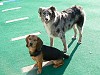 Buddy and Koho taking a break to pose for the camera.