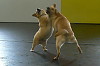 Buddy and Rylee doing the Tango.