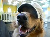 Maxx sporting his ballcap.