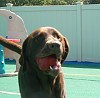 Hershey kiss and her ball.