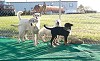 Oscar, Shay, Stryker and Bailey posing for the camera.