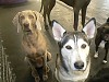 Uma and Hunter Anne sitting nicely for a treat.