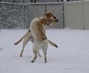 Best friends, Oscar and Cooper, playing in the snow.