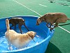 Aries joining the others for a dip in the pool.