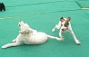 Rooney and Rocco having fun.