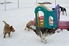 Bela and Layla chasing Uma.