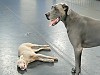 Steelie and Mason taking a breather after doing laps in the playroom.