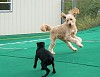 Sydney and Harley playing a game of chase.