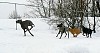 Mason being chased by Bullet, Moose and Parker.