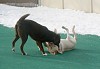 Jax and Hunter wrestling on the turf.