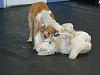 Layla and Windsor having some serious fun while wrestling.