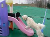 Danny teasing Blossom on the sliding board.