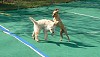 Reggie and Ty having fun outside.