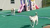 Lucy enjoying the outside- followed by her sister, Layla.