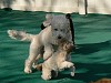 Jax and Mitzi playing a game of chase.