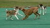 Tango playing with his new girlfriend, Maggie.