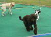 Sully being chased by Bella. 