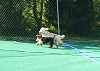 Jax and Lucy tied during a foot race.